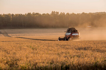 Fototapeta premium Agricultural machinery. Agricultural industry. The combine harvester removes ears of ripe wheat against the background of a ripening field. The concept of planting and harvesting a rich harvest. 