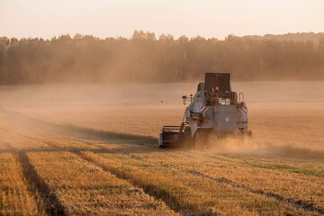 Obraz premium Agricultural machinery. Agricultural industry. The combine harvester removes ears of ripe wheat against the background of a ripening field. The concept of planting and harvesting a rich harvest. 