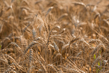 Golden ears of wheat on the background of a ripening field. Agricultural plant close-up. The concept of planting and harvesting a rich harvest. Rural landscape at sunset.