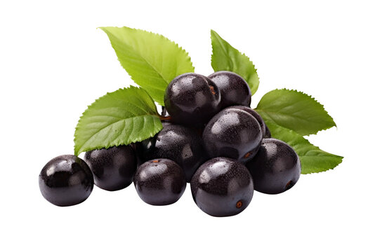 jaboticaba fruit. fresh isolated PNG black berry. green leaves. Brazilian fruit. tropical fruit. delicious. 