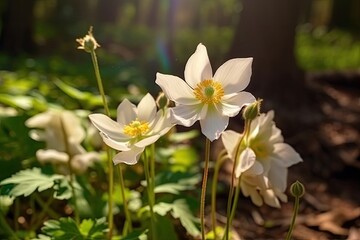 Beautiful white anemone flowers in the forest on a sunny day