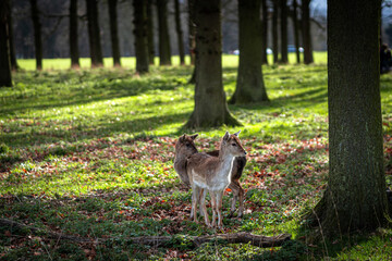 Young Deer Stag In summer time Wildlife Landscape With Herd Of Deer (Cervus Elaphus).. Stag...