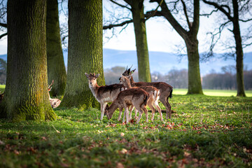 Young Deer Stag In summer time Wildlife Landscape With Herd Of Deer (Cervus Elaphus).. Stag...