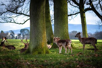 Fototapete bei efototapeten.de bestellen   