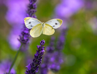 Macro of a flying cabbage butterfly
