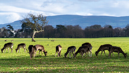 Red Deer Stag In summer time Wildlife Landscape With Herd Of Deer (Cervus Elaphus).. Stag Close-Up,...