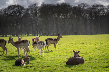 Fototapete bei efototapeten.de bestellen   