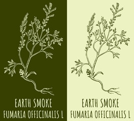 Drawing EARTH SMOKE. Hand drawn illustration. The Latin name is FUMARIA OFFICINALIS L.