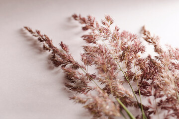 Dry pampas grass on white background. Beautiful neutral colors. Minimal, abstract, natural concept....