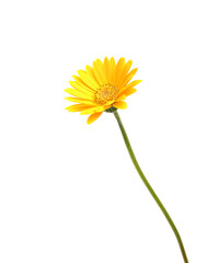 yellow Gerber flowers, daisies isolated on white