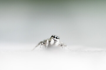 Die kleine Springspinne die ich per Zufall in meinem Garten entdeckt habe.