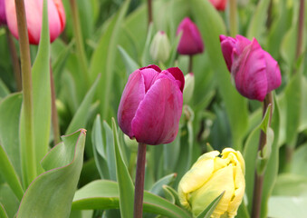 Beautiful bouquet of tulips in the garden