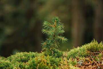 Fir tree sprout. New life concept
