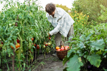 Happy senior woman gardener picking organic tomatoes. Ecological vegetable and harvest concept