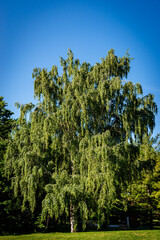 A birch is a thin-leaved deciduous hardwood tree of the genus Betula, in the family Betulaceae, which also includes alders, hazels, and hornbeams. 