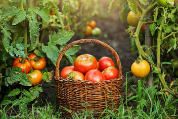 Harvesting bio vegetables in vegetable garden. Organic red tomatoes. Harvest, agricultural, farming concept.