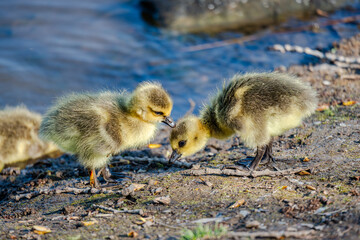 Newborn goslings in the springtime
