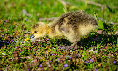 Naklejka na ściany i meble Newborn goslings in the springtime