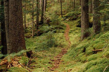 Mysterious path full of roots in the middle of wooden coniferous forrest, surrounded by green bushes and leaves and ferns found in Corse, France
