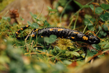 Adult fire salamander, salamandra salamandra, lying on green moss and fungi in Slovak nature. Vivid green wildlife scenery with a amphibian creature resting.
