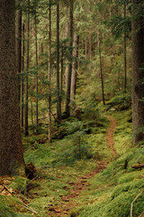 Mysterious path full of roots in the middle of wooden coniferous forrest, surrounded by green bushes and leaves and ferns found in Corse, France
