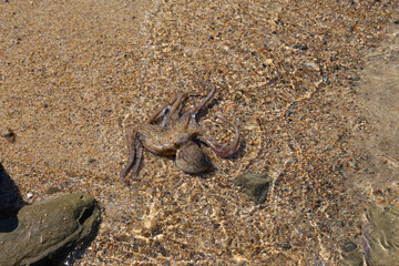 Octopus on the beach, Turkey