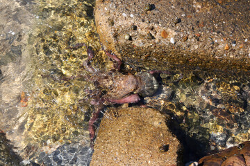 Octopus on the beach, Turkey