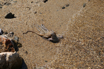 Octopus on the beach, Turkey