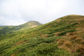 Naklejka premium Beautiful summer landscape in the Carpathians, Ukraine