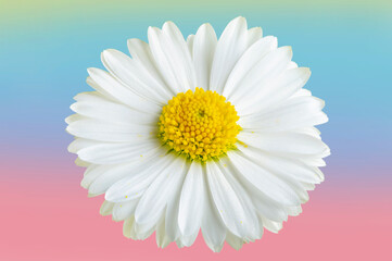 Chamomile flower on colored background closeup
