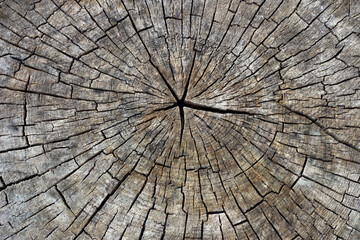 Fototapeta premium Baumstamm