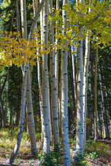 Group of autumn aspens in western Colorado