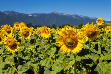 Sunflower flowers on the field of agriculture against the backdrop of the mountains