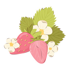 Two ripe juicy pink strawberries with flowers and leaves. Vector illustration of summer berries.