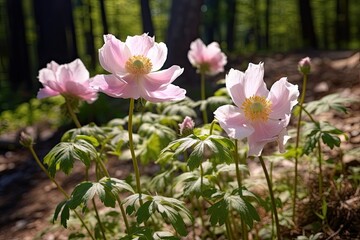 Beautiful pink anemone flowers blooming in spring forest