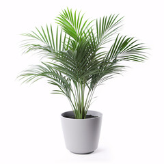 Kentia Palm Tree. In concrete grey pot. Houseplant isolated on white background