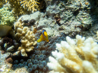 Naklejka na ściany i meble A small clownfish lives in a coral reef in the Red Sea.