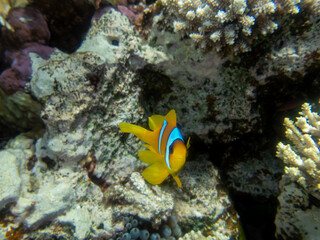 A small clownfish lives in a coral reef in the Red Sea.