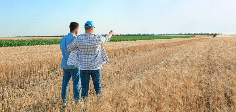 Wall mural male farmers in wheat field