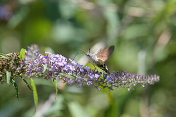 hummingbird hawk-moth feeding on a butterfly bush in the meadow in summer