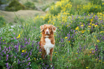 dog in wildflowers, close-up. Summer mood. Funny and Cheerful Nova Scotia duck tolling retriever in flowers