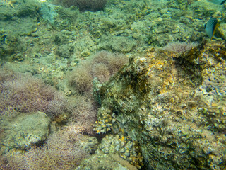 Fototapeta na wymiar White octopus hid behind coral in the Red Sea 