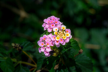 Colorful hedge flower Lantana Camara in shallow depth of field Pink Lantana Camara Flowers .Summer flowers. Close up view of the beautiful Lantana camara flower and has a soft backdrop of summer.