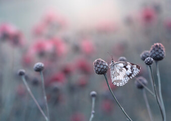 Motyl Polowiec Szachownica na łące. © mycatherina
