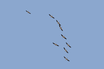 American White Pelicans Flying In A Spring Sky In Wisconsin