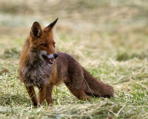 red fox vulpes in the wild