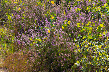Fototapeta premium flowering Calluna vulgaris, common heather, ling, simply heather