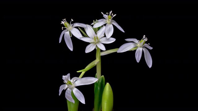 Timelapse of beautiful primrose blooming, snowdrop flower in close-up, isolated on black background.