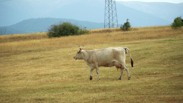 White milk caw walk on dry pasture meadow