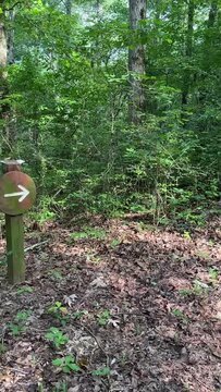 Lost in the Tranquil Wilderness: A Journey Through Enchanted Forest Paths